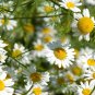 Pyrethrum Chamomile White Herb Flowers 200 Seeds