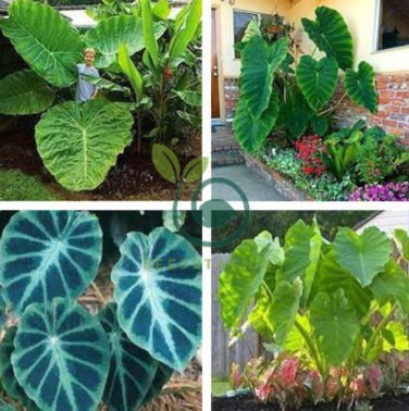 Alocasia Macrorrhiza Green Giant Taro Bonsai Seeds Dark Green Color  40 Seeds