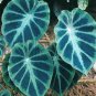 Alocasia Macrorrhiza Green Giant Taro Bonsai Seeds Dark Green Color  40 Seeds