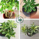 Thailand Rare grafted Desert Rose Variegated 30 Seeds