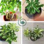 Thailand Rare grafted Desert Rose Variegated 30 Seeds