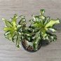 Thailand Rare grafted Desert Rose Variegated 30 Seeds