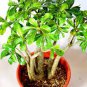Thailand Rare grafted Desert Rose Variegated 30 Seeds
