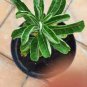 Thailand Rare grafted Desert Rose Variegated 30 Seeds