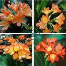 Mixed Clivia Rare Rainbow Clivia Flower 200 Seeds