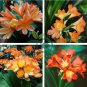 Mixed Clivia Rare Rainbow Clivia Flower 200 Seeds