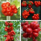 Unusual Rare Heirloom Reisetomate Tomato 200 Seeds