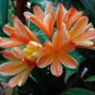 Mixed Clivia Rare Rainbow Clivia Flower 200 Seeds