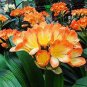 Mixed Clivia Rare Rainbow Clivia Flower 200 Seeds