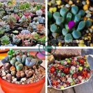 Mixed Mini Lithops Bonsai Plants Cactus Bonsai Plants 200 Seeds