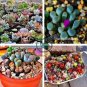 Mixed Mini Lithops Bonsai Plants Cactus Bonsai Plants 200 Seeds