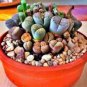 Mixed Mini Lithops Bonsai Plants Cactus Bonsai Plants 200 Seeds