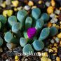Mixed Mini Lithops Bonsai Plants Cactus Bonsai Plants 200 Seeds