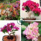Bougainvillea Spectabilis Willd Bonsai Plant 206 Seeds