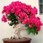Bougainvillea Spectabilis Willd Bonsai Plant 206 Seeds