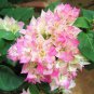 Bougainvillea Spectabilis Willd Bonsai Plant 206 Seeds