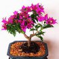 Bougainvillea Spectabilis Willd Bonsai Plant 206 Seeds