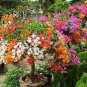 Bougainvillea Spectabilis Willd Bonsai Plant 206 Seeds