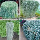 Dichondra Repens Silver Falls Emerald Falls Ground Cover Bonsai 200 Seeds