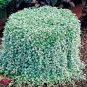 Dichondra Repens Silver Falls Emerald Falls Ground Cover Bonsai 200 Seeds