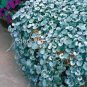 Dichondra Repens Silver Falls Emerald Falls Ground Cover Bonsai 200 Seeds