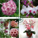 Fuchsia Ball Orchid Bonsai Hoya Carnosa Flores Potted 200 Seeds