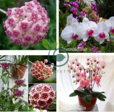 Fuchsia Ball Orchid Bonsai Hoya Carnosa Flores Potted 200 Seeds