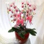Fuchsia Ball Orchid Bonsai Hoya Carnosa Flores Potted 200 Seeds