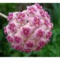 Fuchsia Ball Orchid Bonsai Hoya Carnosa Flores Potted 200 Seeds