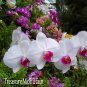 Fuchsia Ball Orchid Bonsai Hoya Carnosa Flores Potted 200 Seeds