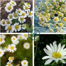 Pyrethrum Chamomile White Herb Flowers 200 Seeds