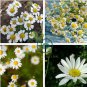 Pyrethrum Chamomile White Herb Flowers 200 Seeds
