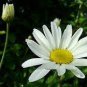 Pyrethrum Chamomile White Herb Flowers 200 Seeds