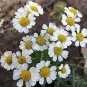 Pyrethrum Chamomile White Herb Flowers 200 Seeds