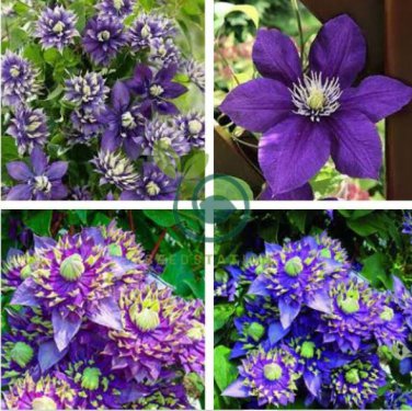 Clematis seeds flowers clematis vine seeds perennial flower 200 Seeds