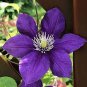 Clematis seeds flowers clematis vine seeds perennial flower 200 Seeds