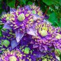 Clematis seeds flowers clematis vine seeds perennial flower 200 Seeds