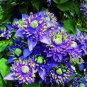 Clematis seeds flowers clematis vine seeds perennial flower 200 Seeds