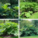 Gunnera Manicata 14 Seeds