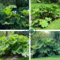 Gunnera Manicata 14 Seeds
