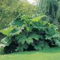 Gunnera Manicata 14 Seeds