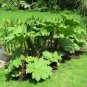 Gunnera Manicata 14 Seeds