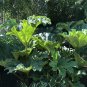 Gunnera Manicata 14 Seeds