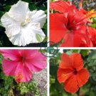 Hibiscus Rosa-sinensis Perennial Flower 200 Seeds
