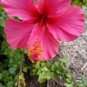 Hibiscus Rosa-sinensis Perennial Flower 200 Seeds