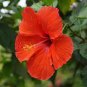 Hibiscus Rosa-sinensis Perennial Flower 200 Seeds