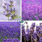 French Provence Lavender Bonsai Very Fragrant Organic 200 Seeds