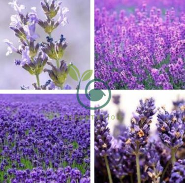 French Provence Lavender Bonsai Very Fragrant Organic 200 Seeds