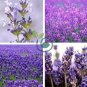 French Provence Lavender Bonsai Very Fragrant Organic 200 Seeds