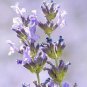 French Provence Lavender Bonsai Very Fragrant Organic 200 Seeds